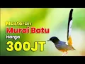 MASTERAN SUARA BURUNG MURAI BATU JUARA NASIONAL FULL ISIAN TEMBAKAN MEWAH