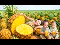 Lagu Harvesting 1000kg Giant Ripe Pineapple to Sell at the Market - Building New Kitchen to Dry Fish