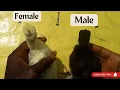5 signs on how to know male and female turkeys