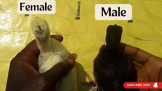 5 signs on how to know male and female turkeys