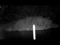 Thunderstorm at Night 🌧️ Heavy Rain, Frogs & Crickets for Sleep (1 Hour)