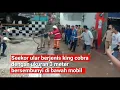 Lagu King Cobra panjang 3 meter bersembunyi di bawah mobil di Kabupaten PALI