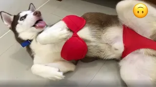Funniest Cats And Dogs Videos 😂 - Best Funny Animal Videos 2025 🐶 || 🥰😹🐶 || 🥰😹part44