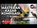 Download Lagu 🔴Masteran KASAR Greja Mewah Srigunting Abu Abu vs Kapas Tembak Gacor vs Cucak Cungkok Gacor