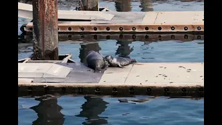 Seal Pup visits Tacoma s Old Town Dock - Tacoma Report