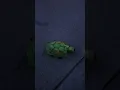 Mr Turtle by TNT Fireworks