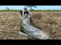 Lagu Wow wow unique - catch fish a lots in mud at rice field  near the village