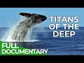 Titans of the Deep - The Fascinating World of Whales | Free Documentary Nature
