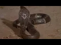Download Lagu KING COBRA VS TABBY CAT[HOUSE CAT]. Cat is brave to fight the cobra!