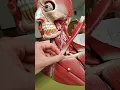 Download Lagu Major arteries and veins in the neck are protected by the sternocleidomastoid muscle #anatomy
