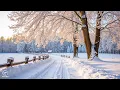 Peaceful Relaxing Music Gentle instrumental sounds for deep calm The Wildlife of Winter