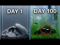 Download Lagu 아기 물고기가 사는 아주 작은 숲 | 물멍 | A Tiny Forest Where Baby Fish Live | MulMung