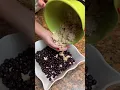 This is how you make frozen fruit taste fresh