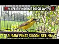 Download Lagu SUARA PIKAT SOGON BETINA MEMANGGIL JANTAN 💯%EFEKTIF UNTUK PANCINGAN SOGON AGAR BUNYI DAN NAIK BIRAHI
