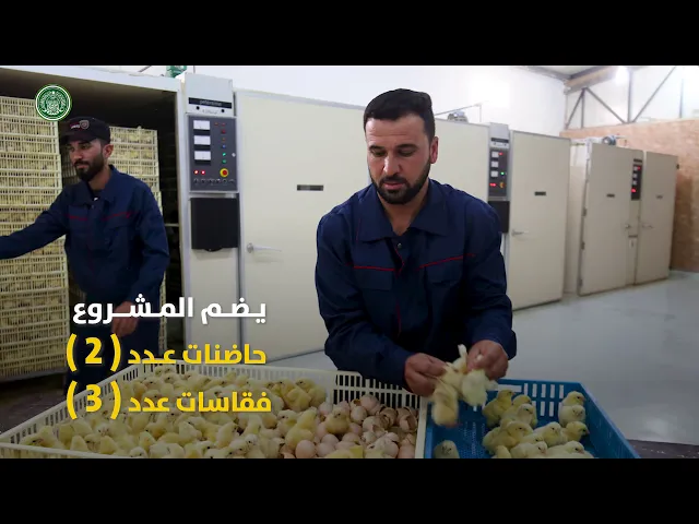 ⁣افتتاح مشروع مفقس لإنتاج أفراخ الدجاج