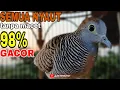 Download Lagu PERKUTUT LOKAL GACOR • SEMUA NYAUT TANPA MACET
