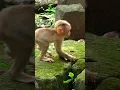 lovely react to all mum when tiny need milk  #monkey #monkeyjungle #monkeypark #wildlife  #cute