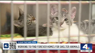 OC Animal Care allows foster families to adopt pets quickly