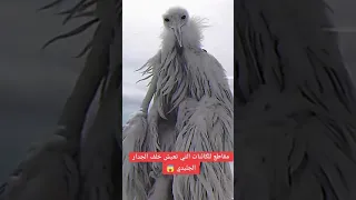 كائن ما وراء الجدار الجليدي 
