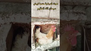 صوت الدجاجة عندما تبيض 