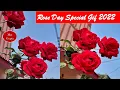 Rose Day GIF 2022 Rose Day Secial Gif Rose Gif 2022 Beautiful Rose Gifs Happy Rose Day 2022
