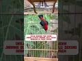Download Lagu burung kemade Avatar #burung #mangkicauoffecial #kicaumania #burungkicaudialamliar #birds #masteran