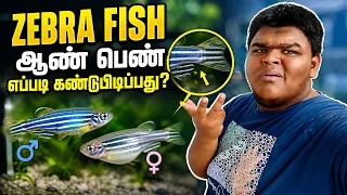 How to Identify Male & Female Zebrafish Easily 🐟 | Beginner Guide Tamil