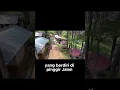 Download Lagu Rasakan Ketenangan dan Kesegaran di Hutan Pinus Nongko Ijo yang Menyembuhkan Pikiran