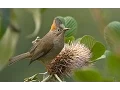 Download Lagu Rufous-vented Yuhina A Bird Video..