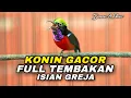 Download Lagu MASTERAN KONIN GACOR FULL ISIAN TEMBAKAN GREJA TARUNG KASAR COCOK BUAT BURUNG BAHAN KOLIBRI NINJA