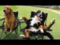 Download Lagu When God Gifts You a Comedian Dog😂 Funny Dog Videos 2025