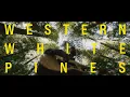 Colby Acuff - Western White Pines (Official Visualizer)