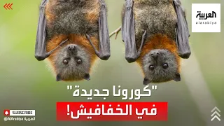 سريعة الانتشار اكتشاف أنواع جديدة من فيروس كورونا في الخفافيش 