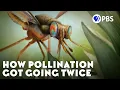 Download Lagu How Pollination Got Going Twice