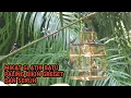 Download Lagu mikat Glatik batu paling greget pakai sangkar jebak 😜