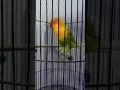 Lagu Lovebird Durasi panjang 1menit