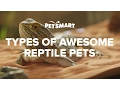 PetSmart s Types of Awesome Reptile Pets