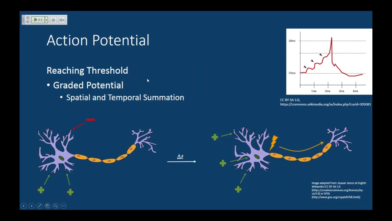 MCAT Nervous System