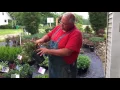 Pruning Weigela for More Blooms How to Force New Growth Fast