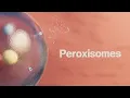The study of organelles