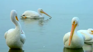 الطيور البحرية 