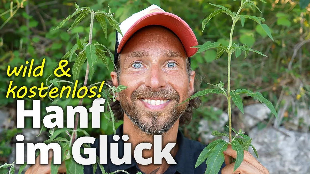 Timo G. erklärt Wasserhanf (Wasserdost) als deutsche Heilpflanze zur Stärkung des Immunsystems