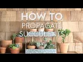 How to Propagate Succulents Basics Better Homes Gardens