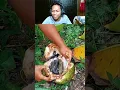 Download Lagu ANEH BANGET! KELAPA INI BERISI BANYAK IKAN