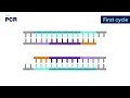 PCR 3-D