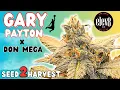 GARY PAYTON x DON MEGA Seed to Harvest Documentary in 4K