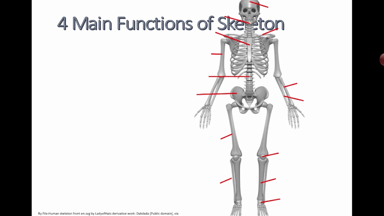 B2.4 Skeleton (MS Science) (2017)