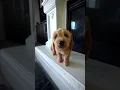Download Lagu Baby Puppy Driving Us CRAZY!!!!!! #shorts #puppy #funsquad