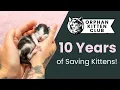 10 Years of Saving Kittens Lives