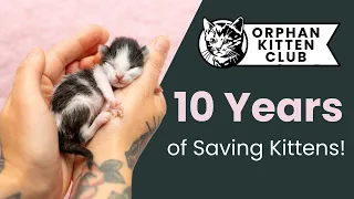 10 Years of Saving Kittens' Lives!